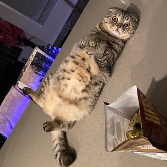 Meet your Posher, Katie - Picture 2 of 3